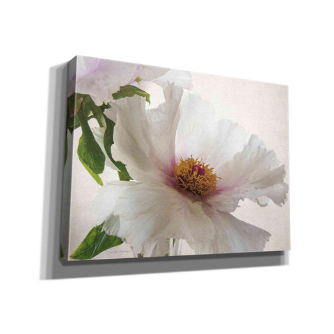 Image of 'Translucent Peony VI' by Debra Van Swearingen, Canvas Wall Art,16x12x1.1x0,26x18x1.1x0,34x26x1.74x0,54x40x1.74x0
