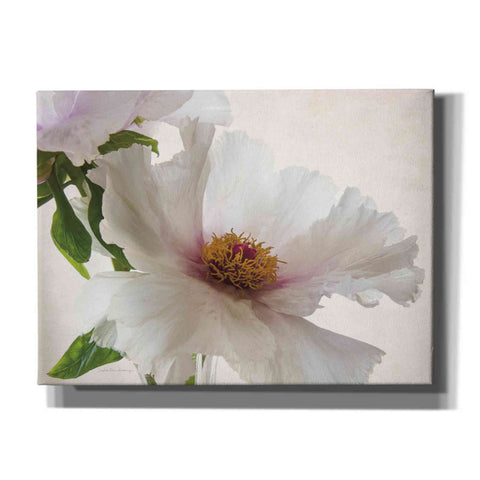 Image of 'Translucent Peony VI' by Debra Van Swearingen, Canvas Wall Art,16x12x1.1x0,26x18x1.1x0,34x26x1.74x0,54x40x1.74x0