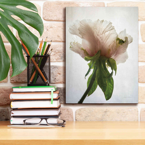 Image of 'Translucent Peony VII' by Debra Van Swearingen, Canvas Wall Art,12 x 16