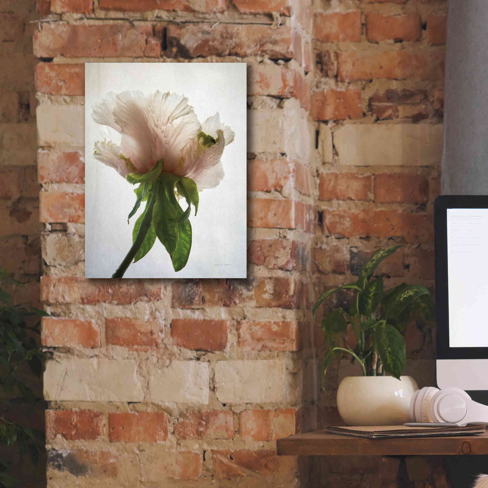 'Translucent Peony VII' by Debra Van Swearingen, Canvas Wall Art,12 x 16