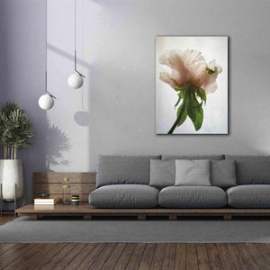 'Translucent Peony VII' by Debra Van Swearingen, Canvas Wall Art,40 x 54
