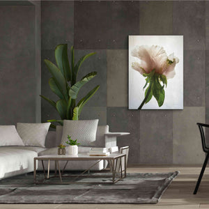 'Translucent Peony VII' by Debra Van Swearingen, Canvas Wall Art,40 x 54