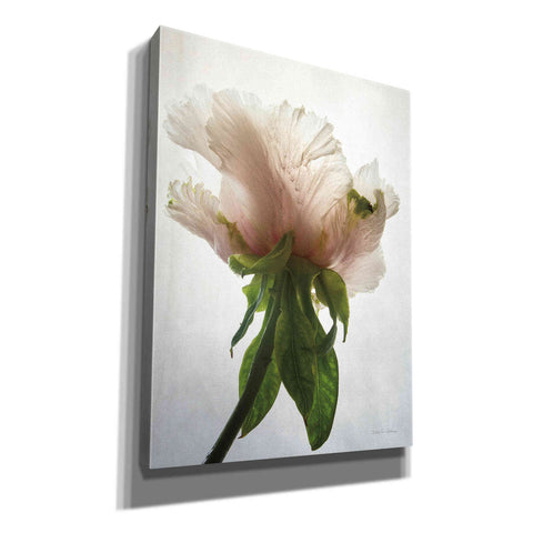 Image of 'Translucent Peony VII' by Debra Van Swearingen, Canvas Wall Art,12x16x1.1x0,20x24x1.1x0,26x30x1.74x0,40x54x1.74x0