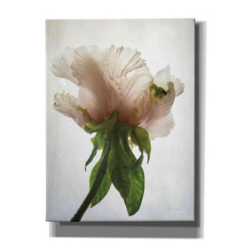 'Translucent Peony VII' by Debra Van Swearingen, Canvas Wall Art,12x16x1.1x0,20x24x1.1x0,26x30x1.74x0,40x54x1.74x0