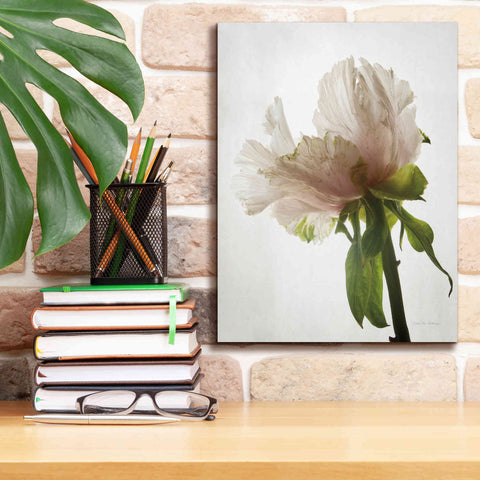 Image of 'Translucent Peony VIII' by Debra Van Swearingen, Canvas Wall Art,12 x 16