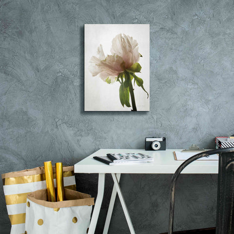 Image of 'Translucent Peony VIII' by Debra Van Swearingen, Canvas Wall Art,12 x 16