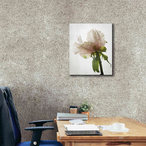 'Translucent Peony VIII' by Debra Van Swearingen, Canvas Wall Art,20 x 24