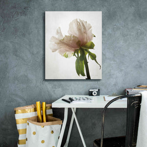 'Translucent Peony VIII' by Debra Van Swearingen, Canvas Wall Art,20 x 24