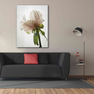 'Translucent Peony VIII' by Debra Van Swearingen, Canvas Wall Art,40 x 54