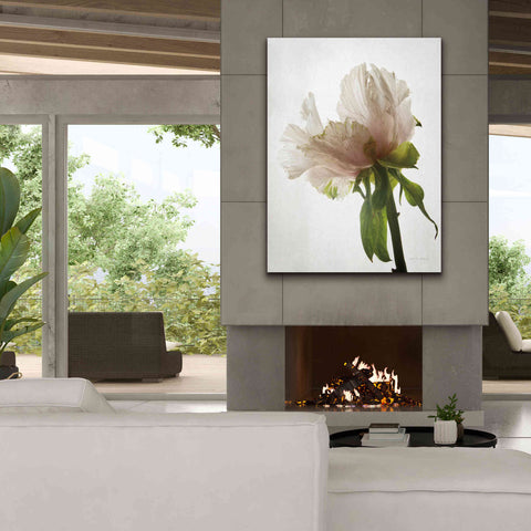 Image of 'Translucent Peony VIII' by Debra Van Swearingen, Canvas Wall Art,40 x 54
