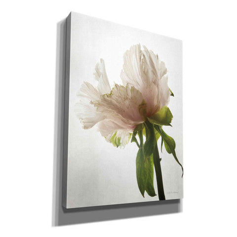 Image of 'Translucent Peony VIII' by Debra Van Swearingen, Canvas Wall Art,12x16x1.1x0,20x24x1.1x0,26x30x1.74x0,40x54x1.74x0