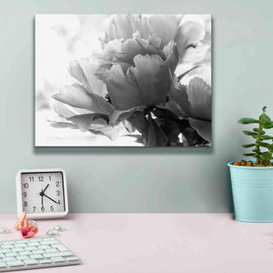 'Translucent Peony IBW' by Debra Van Swearingen, Canvas Wall Art,16 x 12