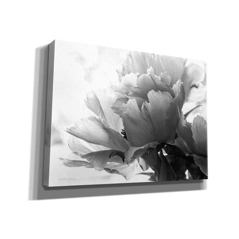 Image of 'Translucent Peony IBW' by Debra Van Swearingen, Canvas Wall Art,16x12x1.1x0,26x18x1.1x0,34x26x1.74x0,54x40x1.74x0