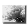 'Translucent Peony IBW' by Debra Van Swearingen, Canvas Wall Art,16x12x1.1x0,26x18x1.1x0,34x26x1.74x0,54x40x1.74x0