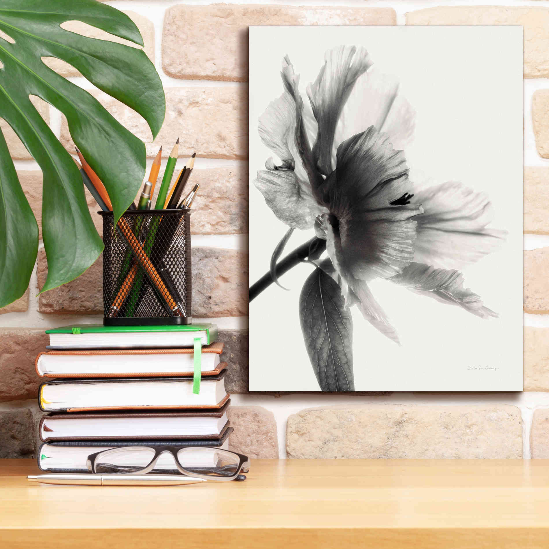 'Translucent Peony IIBW' by Debra Van Swearingen, Canvas Wall Art,12 x 16