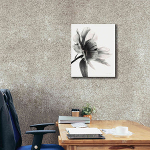 'Translucent Peony IIBW' by Debra Van Swearingen, Canvas Wall Art,20 x 24
