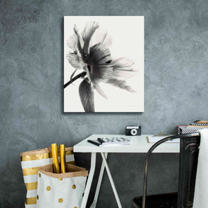 'Translucent Peony IIBW' by Debra Van Swearingen, Canvas Wall Art,20 x 24