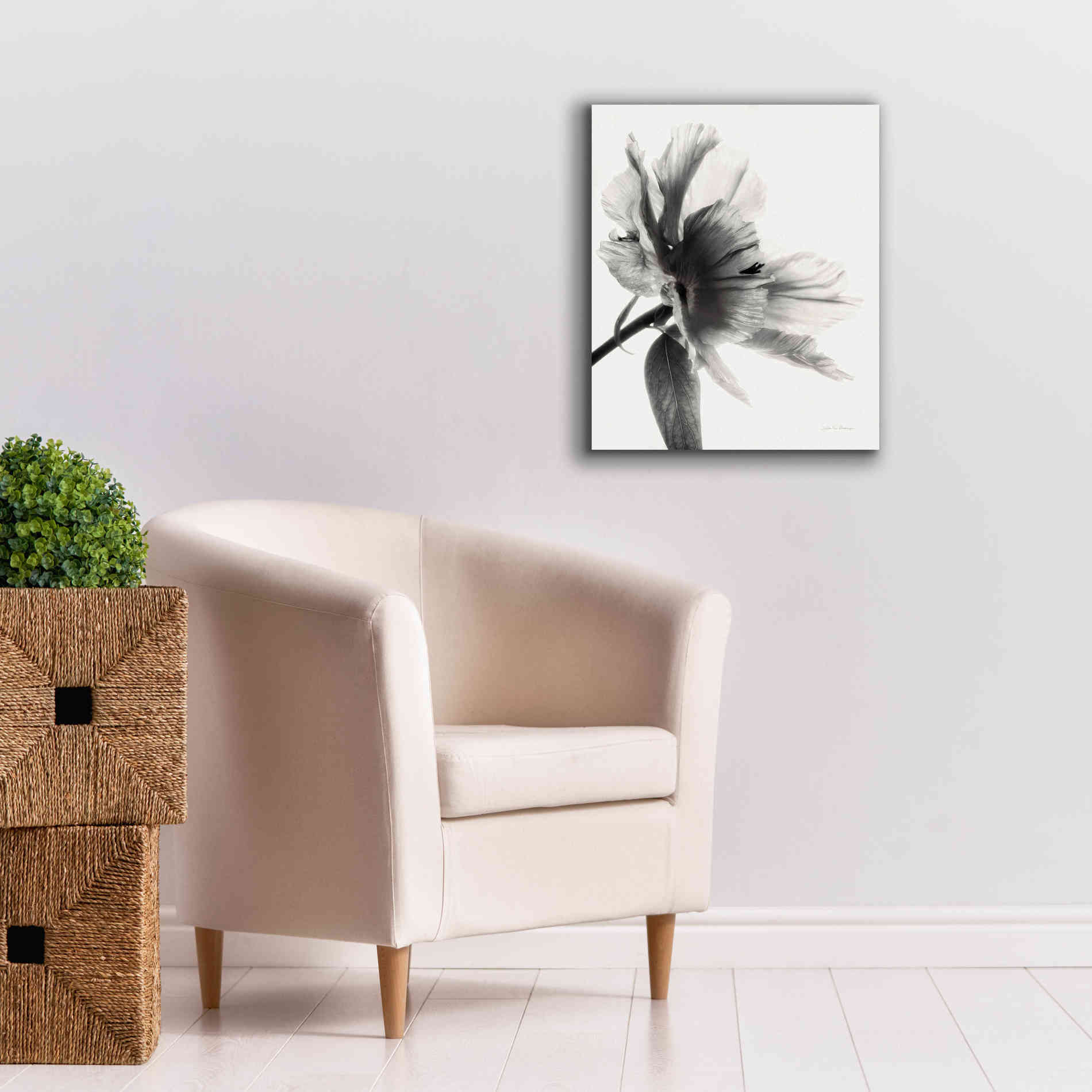 'Translucent Peony IIBW' by Debra Van Swearingen, Canvas Wall Art,20 x 24
