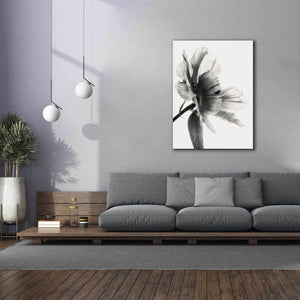 'Translucent Peony IIBW' by Debra Van Swearingen, Canvas Wall Art,40 x 54