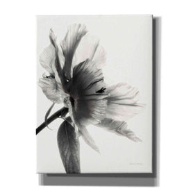 'Translucent Peony IIBW' by Debra Van Swearingen, Canvas Wall Art,12x16x1.1x0,20x24x1.1x0,26x30x1.74x0,40x54x1.74x0