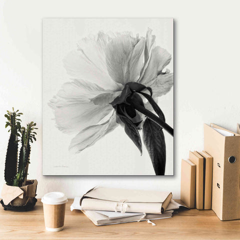 Image of 'Translucent Peony IIIBW' by Debra Van Swearingen, Canvas Wall Art,20 x 24