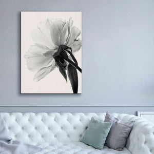 'Translucent Peony IIIBW' by Debra Van Swearingen, Canvas Wall Art,40 x 54