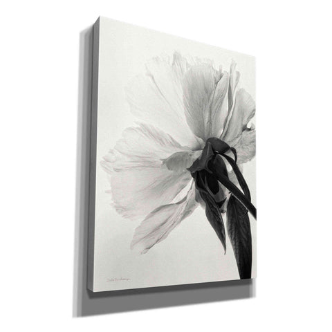 Image of 'Translucent Peony IIIBW' by Debra Van Swearingen, Canvas Wall Art,12x16x1.1x0,20x24x1.1x0,26x30x1.74x0,40x54x1.74x0