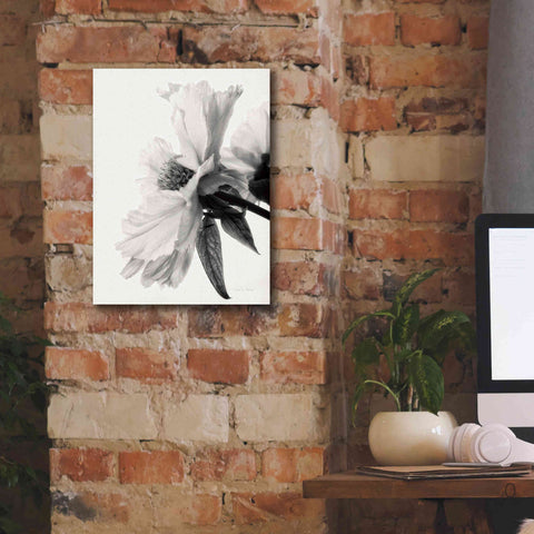Image of 'Translucent Peony IVBW' by Debra Van Swearingen, Canvas Wall Art,12 x 16