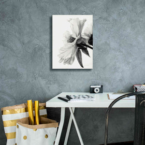 'Translucent Peony IVBW' by Debra Van Swearingen, Canvas Wall Art,12 x 16