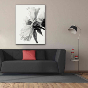 'Translucent Peony IVBW' by Debra Van Swearingen, Canvas Wall Art,40 x 54