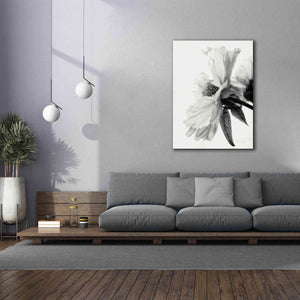 'Translucent Peony IVBW' by Debra Van Swearingen, Canvas Wall Art,40 x 54