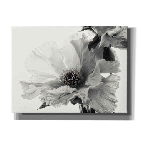 Image of 'Translucent Peony VBW' by Debra Van Swearingen, Canvas Wall Art,16x12x1.1x0,24x20x1.1x0,30x26x1.74x0,54x40x1.74x0