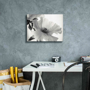 'Translucent Peony VIBW' by Debra Van Swearingen, Canvas Wall Art,16 x 12