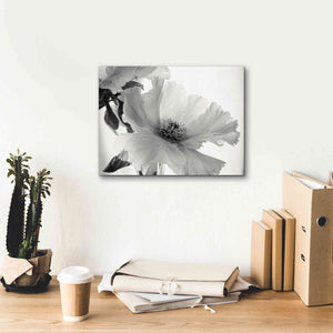 'Translucent Peony VIBW' by Debra Van Swearingen, Canvas Wall Art,16 x 12