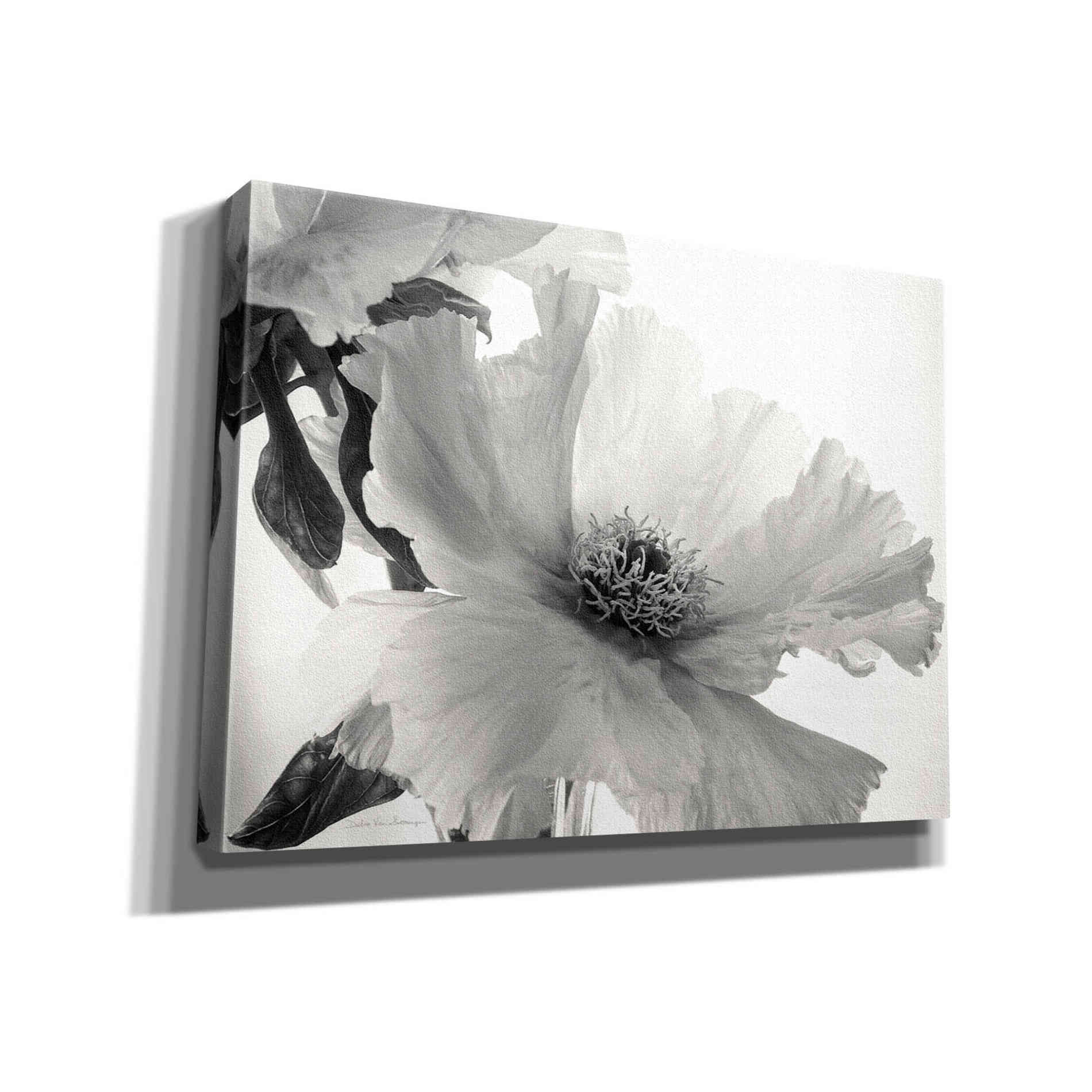 'Translucent Peony VIBW' by Debra Van Swearingen, Canvas Wall Art,16x12x1.1x0,26x18x1.1x0,34x26x1.74x0,54x40x1.74x0