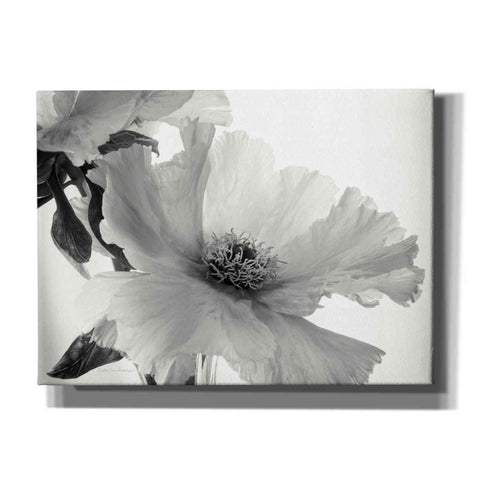 Image of 'Translucent Peony VIBW' by Debra Van Swearingen, Canvas Wall Art,16x12x1.1x0,26x18x1.1x0,34x26x1.74x0,54x40x1.74x0