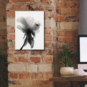 'Translucent Peony VIIBW' by Debra Van Swearingen, Canvas Wall Art,12 x 16