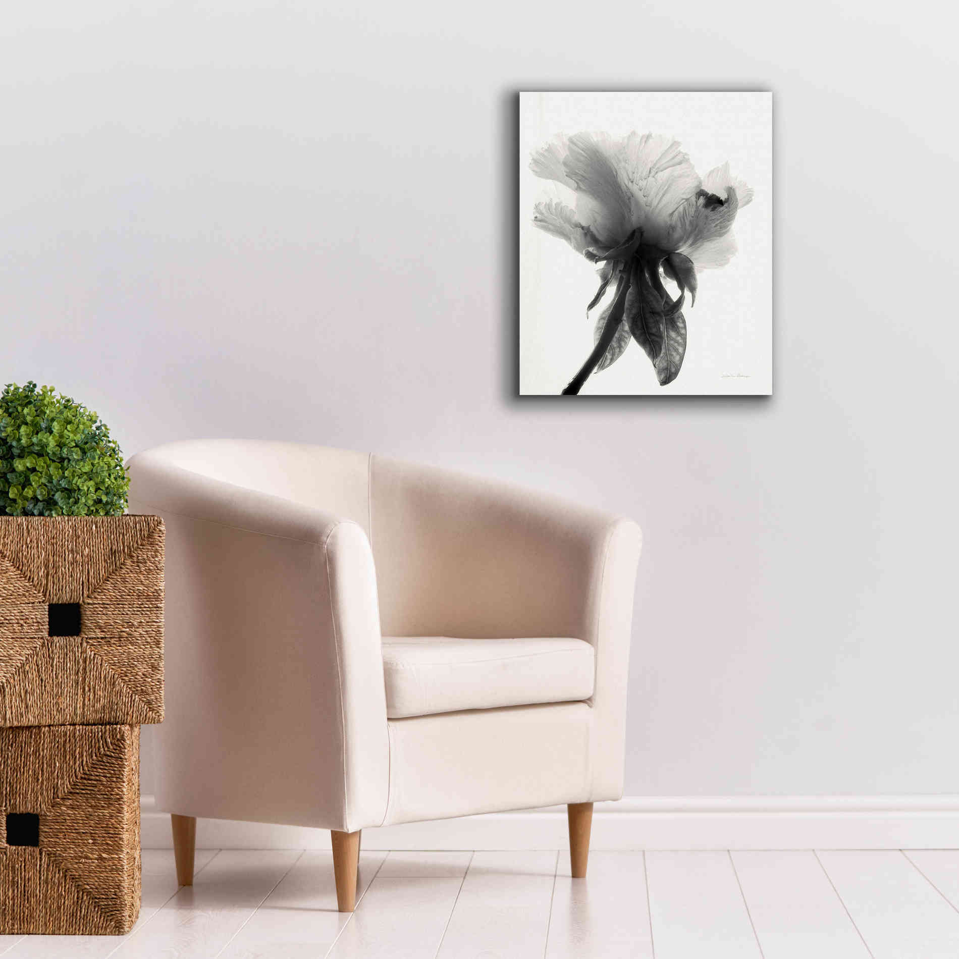 'Translucent Peony VIIBW' by Debra Van Swearingen, Canvas Wall Art,20 x 24