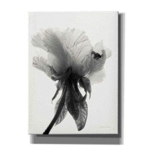 Image of 'Translucent Peony VIIBW' by Debra Van Swearingen, Canvas Wall Art,12x16x1.1x0,20x24x1.1x0,26x30x1.74x0,40x54x1.74x0