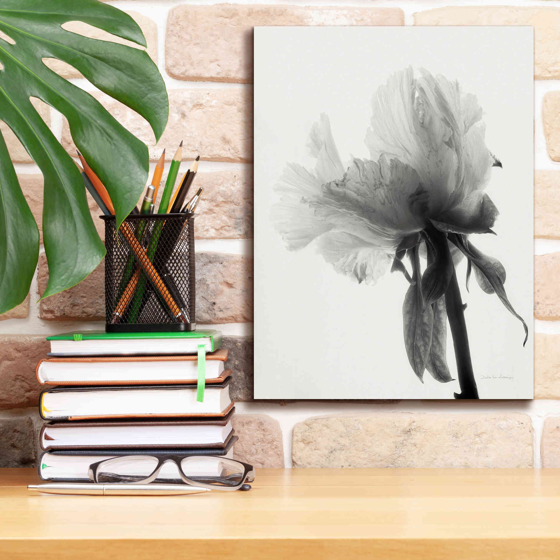 'Translucent Peony VIIIBW' by Debra Van Swearingen, Canvas Wall Art,12 x 16