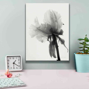 'Translucent Peony VIIIBW' by Debra Van Swearingen, Canvas Wall Art,12 x 16