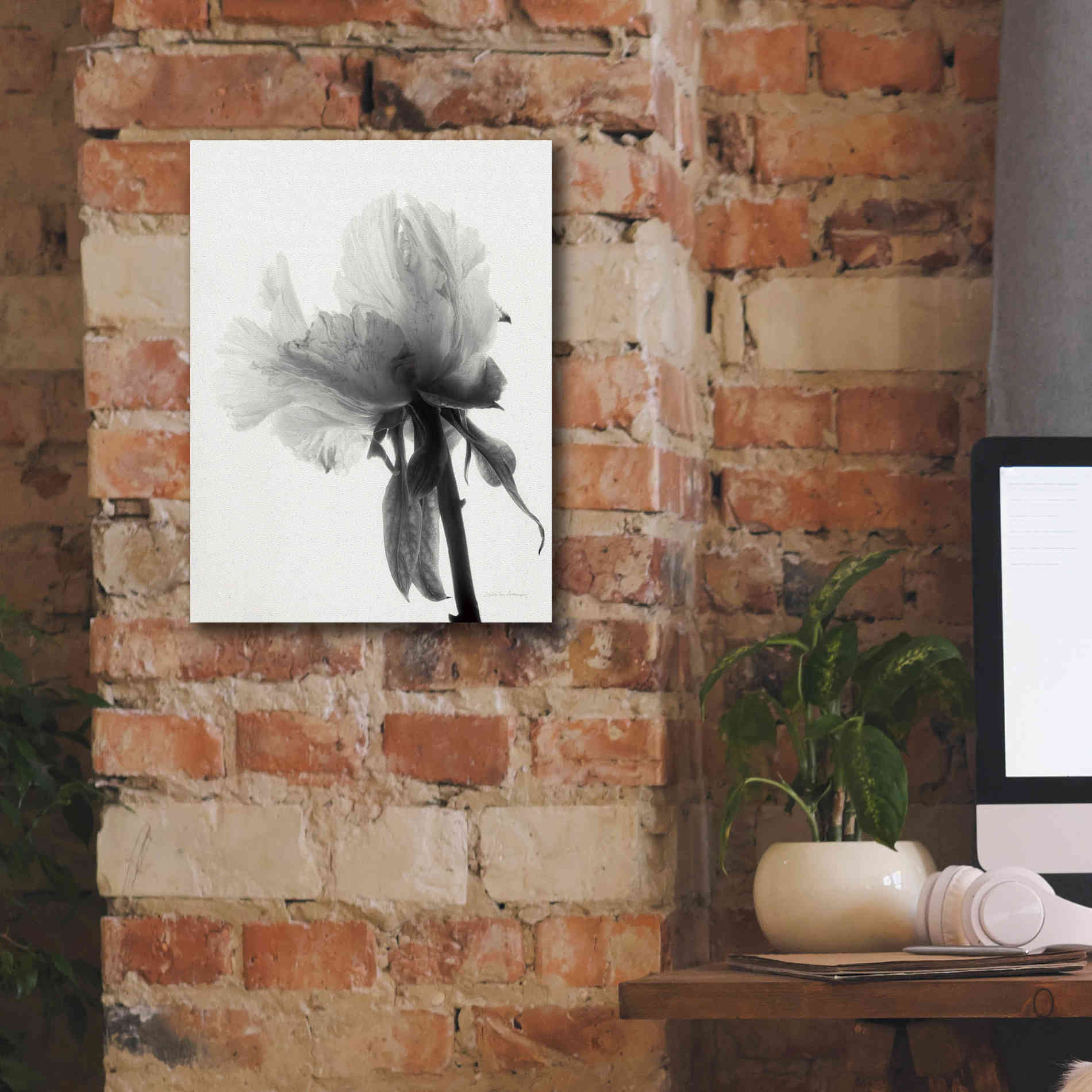 'Translucent Peony VIIIBW' by Debra Van Swearingen, Canvas Wall Art,12 x 16