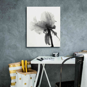 'Translucent Peony VIIIBW' by Debra Van Swearingen, Canvas Wall Art,20 x 24
