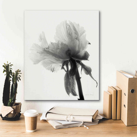 Image of 'Translucent Peony VIIIBW' by Debra Van Swearingen, Canvas Wall Art,20 x 24
