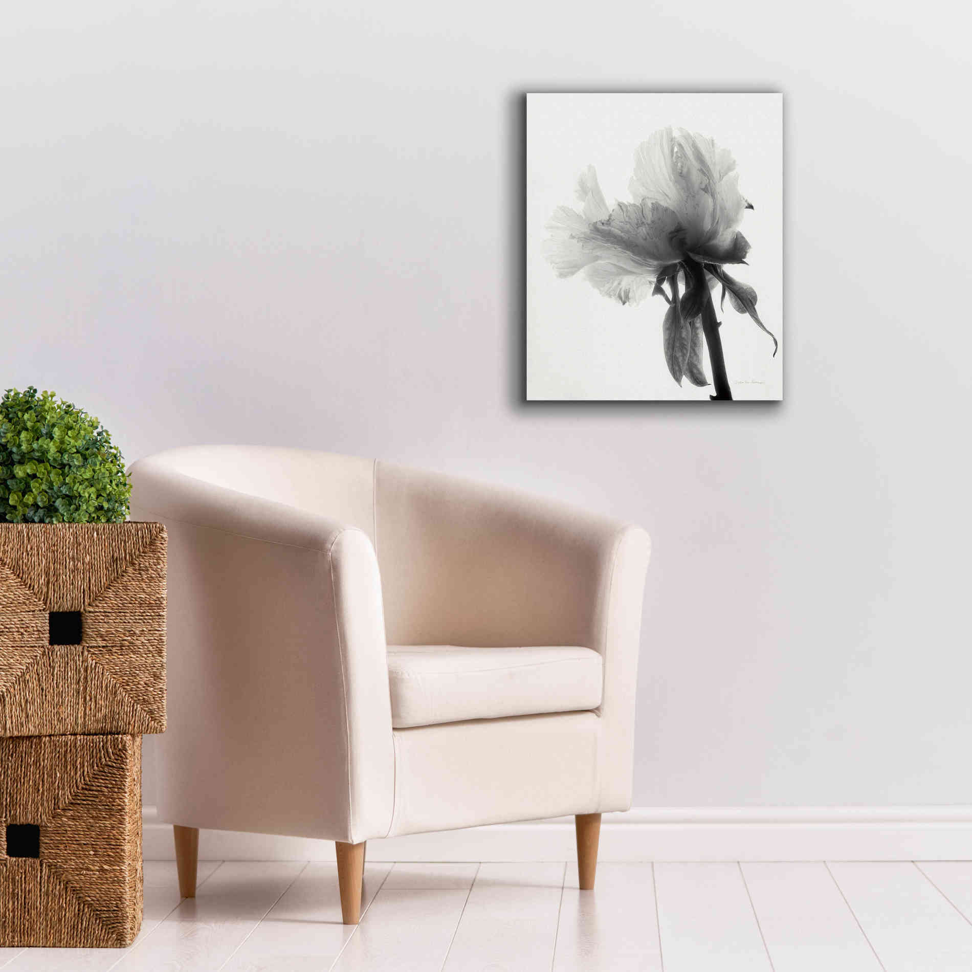 'Translucent Peony VIIIBW' by Debra Van Swearingen, Canvas Wall Art,20 x 24