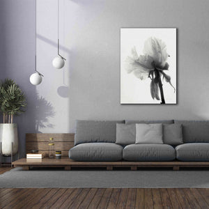 'Translucent Peony VIIIBW' by Debra Van Swearingen, Canvas Wall Art,40 x 54