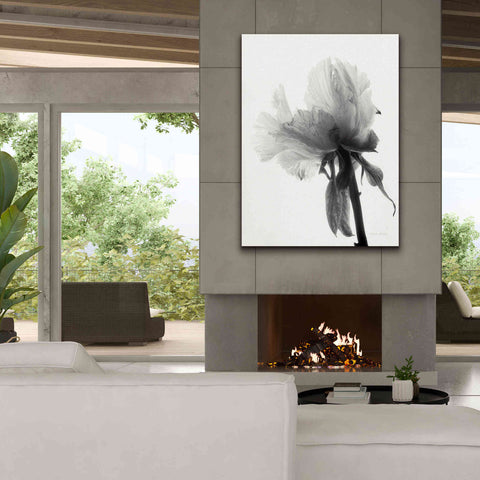 Image of 'Translucent Peony VIIIBW' by Debra Van Swearingen, Canvas Wall Art,40 x 54
