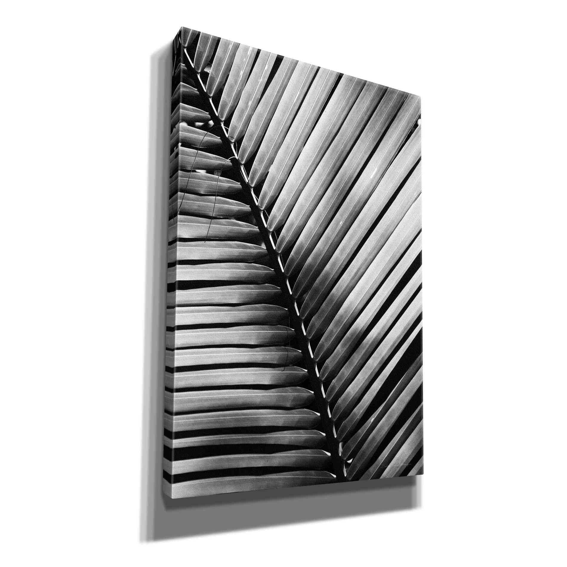 'Palm Frond I' by Debra Van Swearingen, Canvas Wall Art,12x18x1.1x0,18x26x1.1x0,26x40x1.74x0,40x60x1.74x0