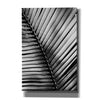 'Palm Frond I' by Debra Van Swearingen, Canvas Wall Art,12x18x1.1x0,18x26x1.1x0,26x40x1.74x0,40x60x1.74x0