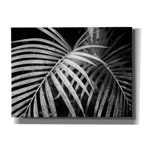 Image of 'Palm Fronds' by Debra Van Swearingen, Canvas Wall Art,16x12x1.1x0,26x18x1.1x0,34x26x1.74x0,54x40x1.74x0